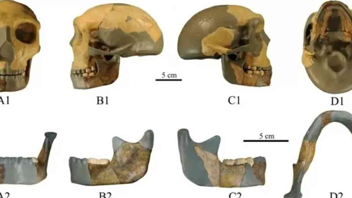 Los científicos encuentran un cráneo de 300,000 años de antigüedad como ninguna otra especie