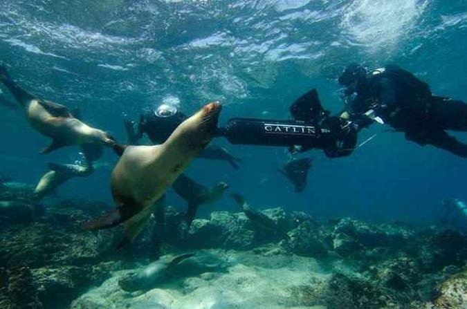 (foto: Catlin Seaview Survey)