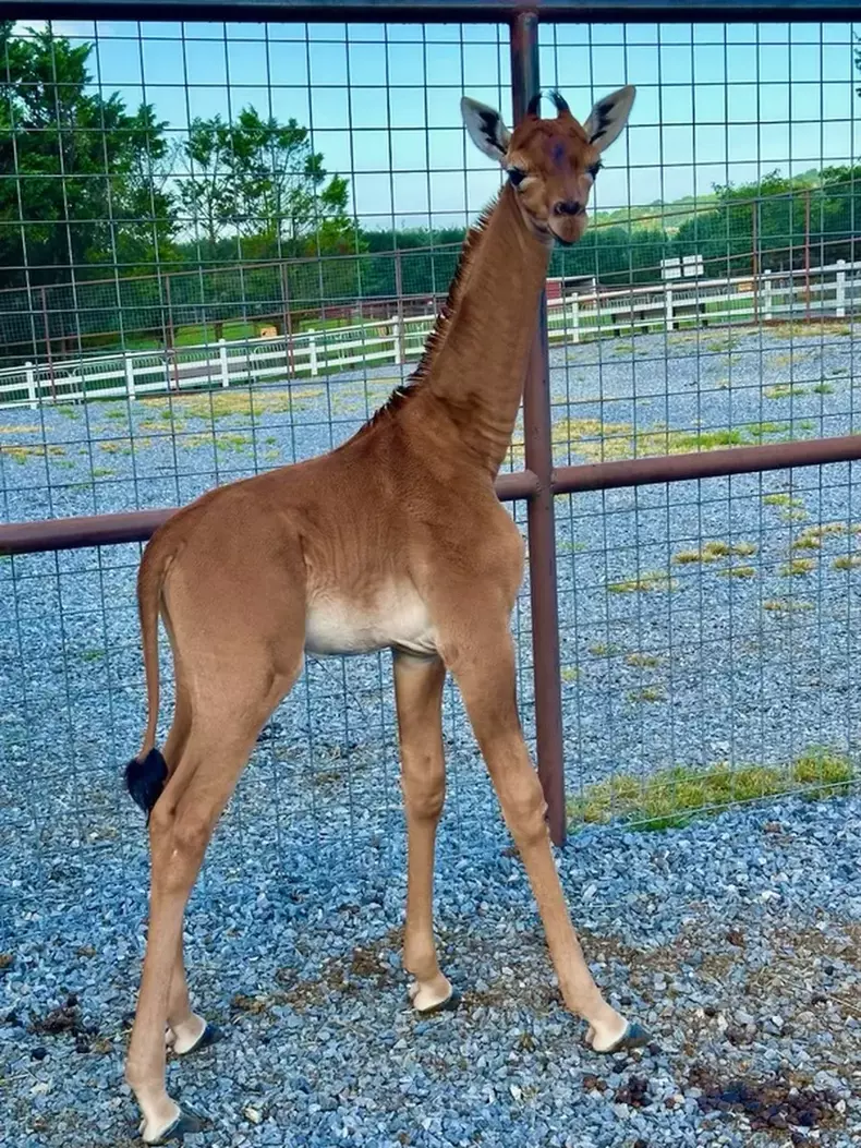 A girafa nasceu em 31 de julho no Brights Zoo, em Limestone, e est em exibio no local