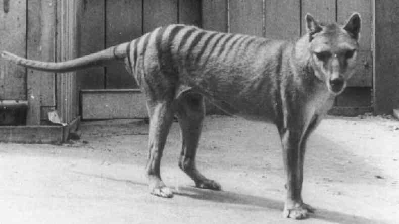 Um dos ltimos tigres-da-Tasmnia conhecidos retratado no Zoolgico de Hobart