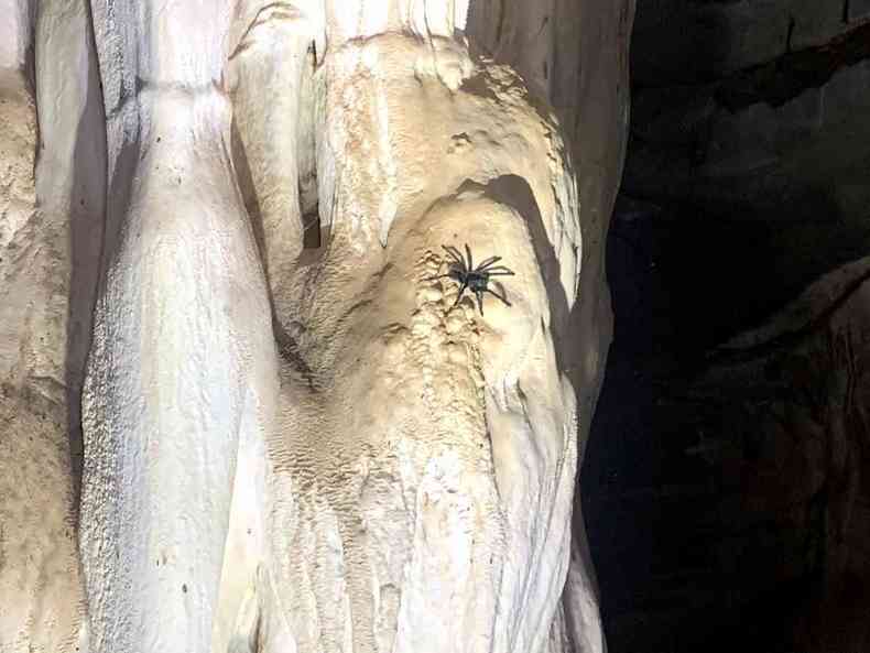 uma aranha dentro de caverna