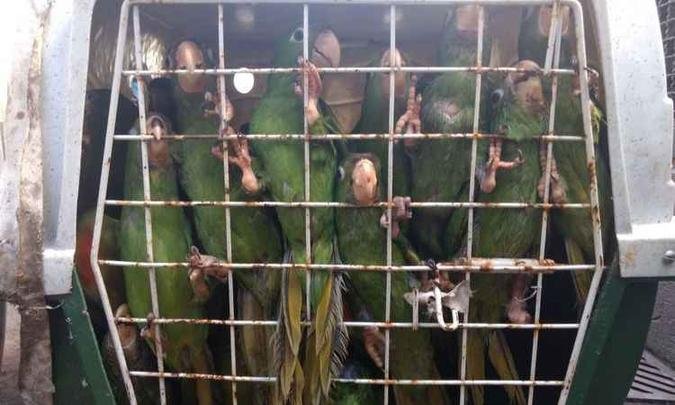 Maritacas capturas ainda nos ninhos foram tratadas por veterin�rios e soltas (foto: PMMG/9� Cia. Pol�cia Meio Ambiente/Divulga��o)