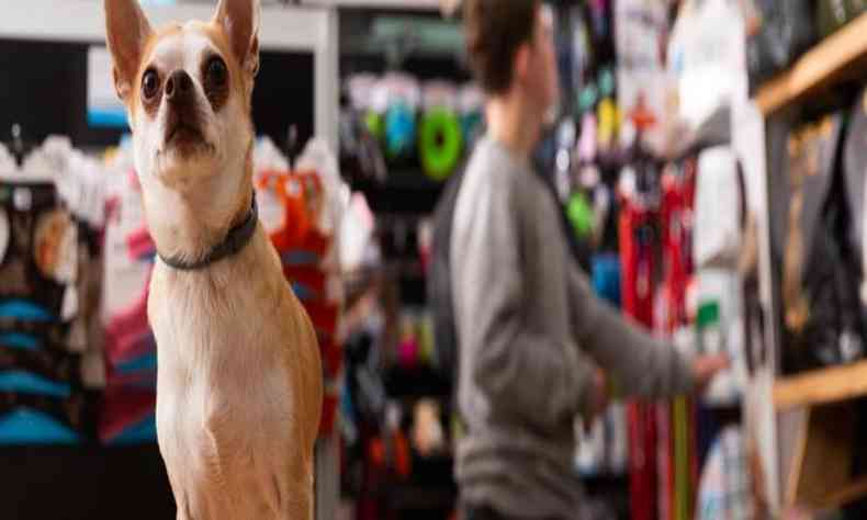 Cachorro em primeiro plano e um homem ao fundo, escolhendo produtos em um pet shop