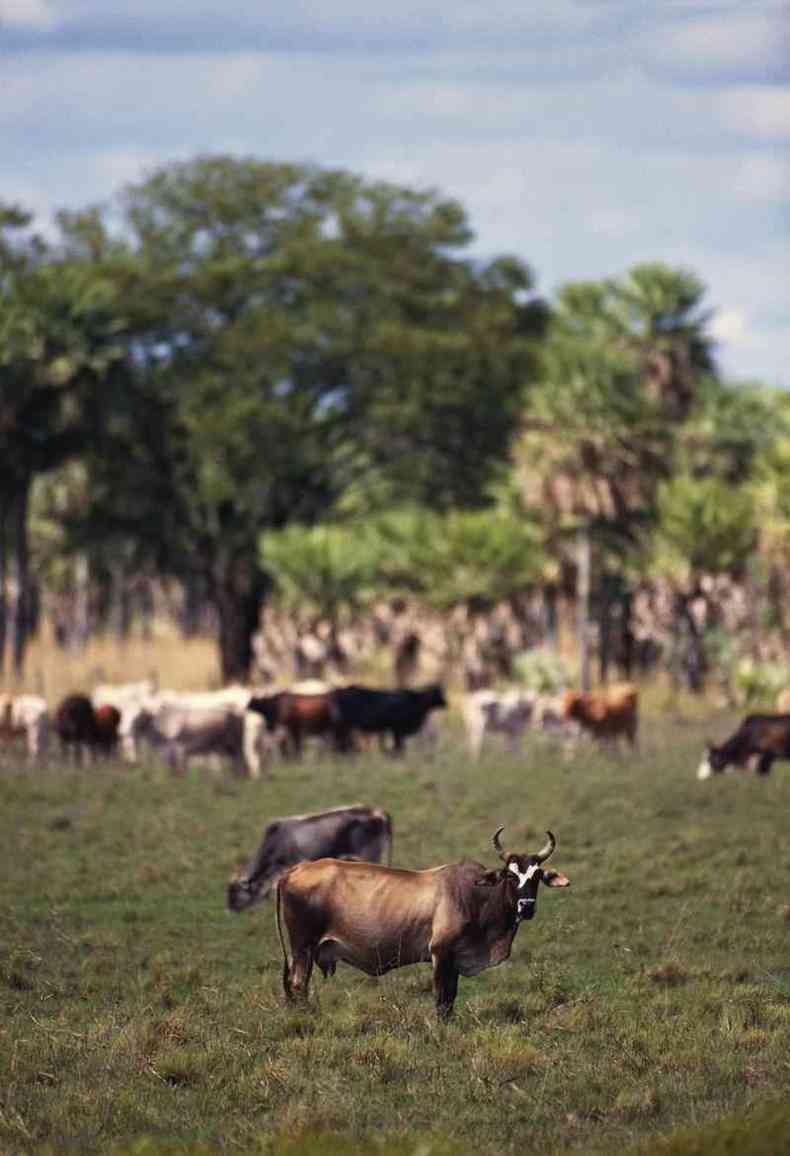 Criao de gado no Gran Chaco