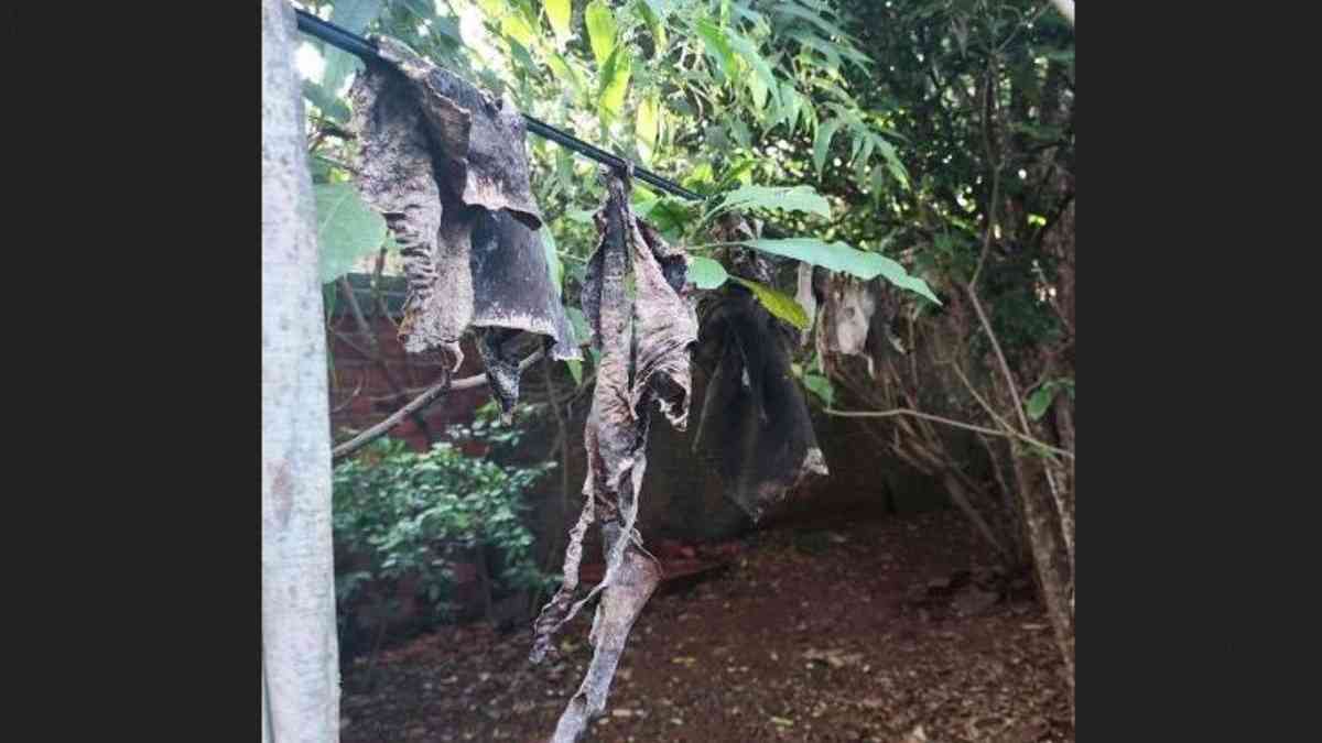 Mortes de girafas no Rio estão ligadas a 'maior caso de tráfico de