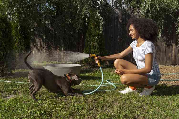 Mulher molhando cachorro com uma mangueira