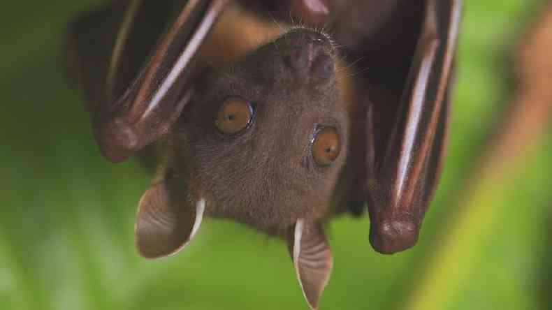 Especialistas chegaram a lanar uma campanha, Don't Blame Bats ('No culpe os morcegos'), para dissipar medos infundados e mitos sobre estes animais(foto: Science Photo Library)