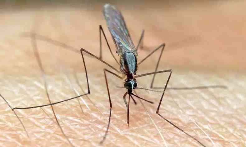 Mosquito da malria