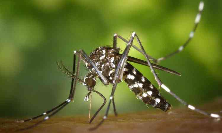 mosquito Aedes aegypt