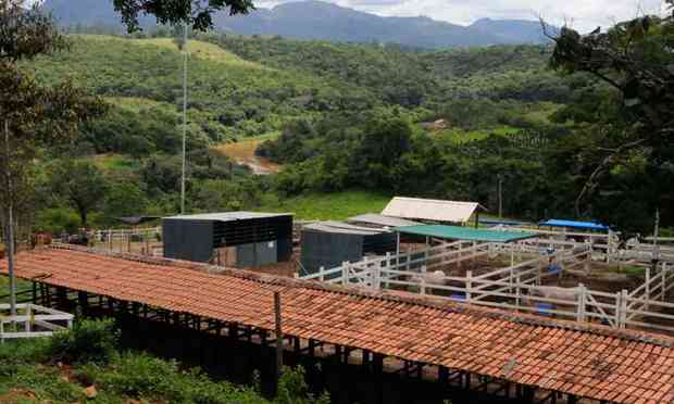 Animais afetados pelo desastre em Brumadinho ganham ensaio de Natal -  Gerais - Estado de Minas