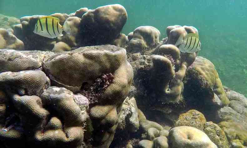 Coral em arquiplago no Qunia. Nunca imaginei que os peixes procurassem um lugar para dormir(foto: TONY KARUMBA/AFP )