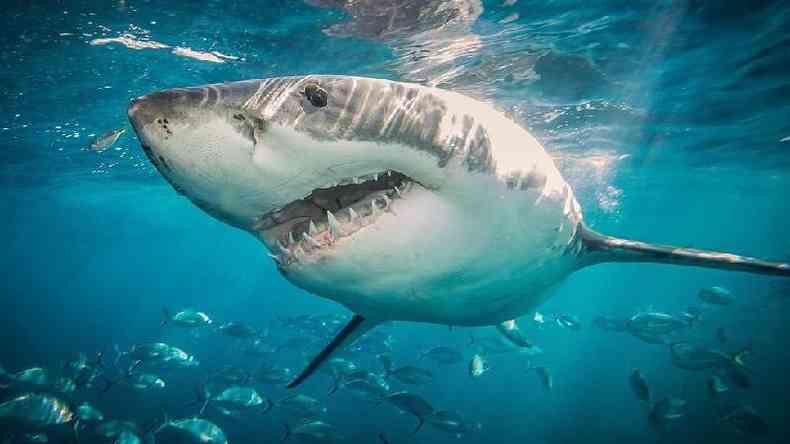 Uma srie de espcies, incluindo o tubaro-branco que ficou famoso no filme, esto ameaadas(foto: Getty Images)
