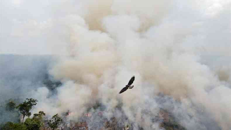 ave sobrevoa queimada em Apu, Amazonas, setembro de 2021