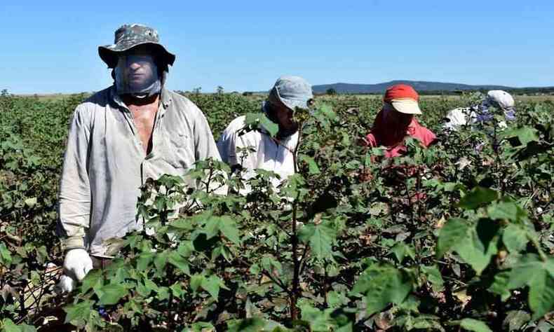 Cotton On aposta no Brasil - Núcleo de Varejo