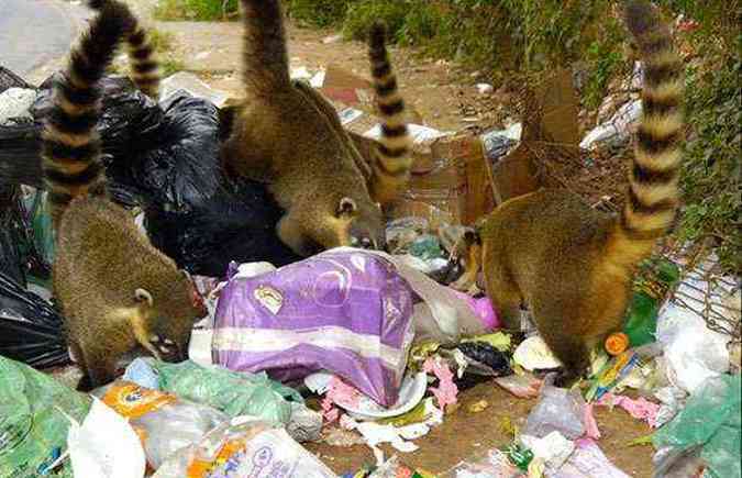Grupos saem do Parque das Mangabeiras para comer restos de lixo jogado na Rua Mangabeira da Serra (foto: (Marcos Michelin/EM/D.A Press- 10/5/11))