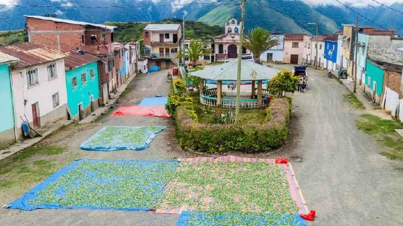Folhas de coca so secas no vilarejo de Cruz Loma, perto de Coroico