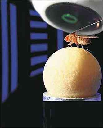 Para estudar o crebro das moscas, os cientistas as fizeram andar sobre uma esfera enquanto obstculos virtuais eram mostrados para os insetos (foto: IGOR SIWANOWICZ/NATURE/ DIVULGAO)