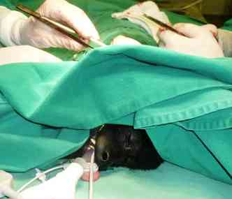 A implantao de uma prtese depender da recuperao do animal(foto: Cludio Yudi/Divulgao)
