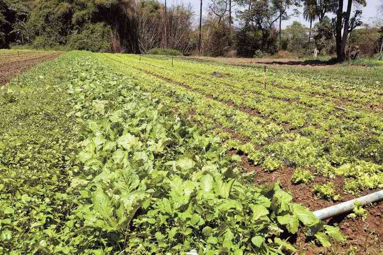 Cultura de hortalias em Mrio Campos, onde aperfeioamento de tcnicas e infraestrutura fsica norteiam as atividades de cultivo.(foto: Vale/divulgao)