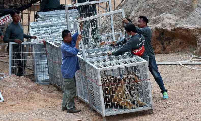 Em maio de 2016, autoridades tailandesas comearam a remoo dos tigres do templo(foto: Christophe ARCHAMBAULT / AFP)