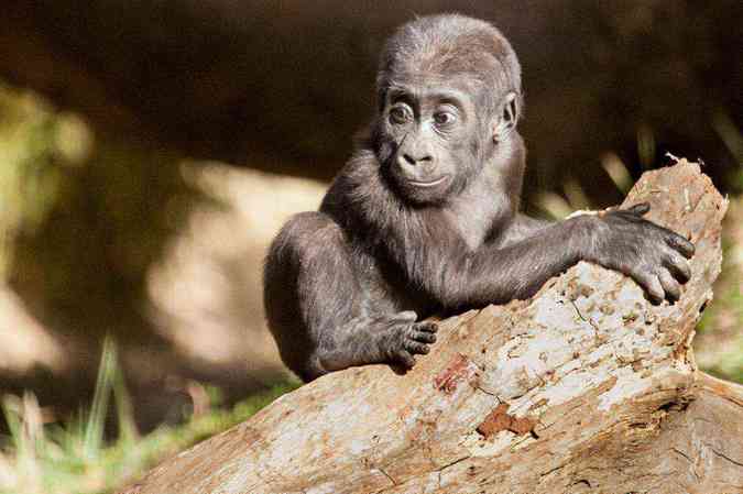 Sawidi, primeiro gorila nascido na Amrica do Sul, completa 1 ano nesta quarta-feiraHerlandes Tinoco/FZB-BH