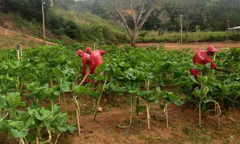 Presos trabalhando na horta da penitenciria de Ipaba, no Vale do Ao. Eles colhem cerca de 1 tonelada de hortalias por ms(foto: Divulgao/Sejusp/MG)