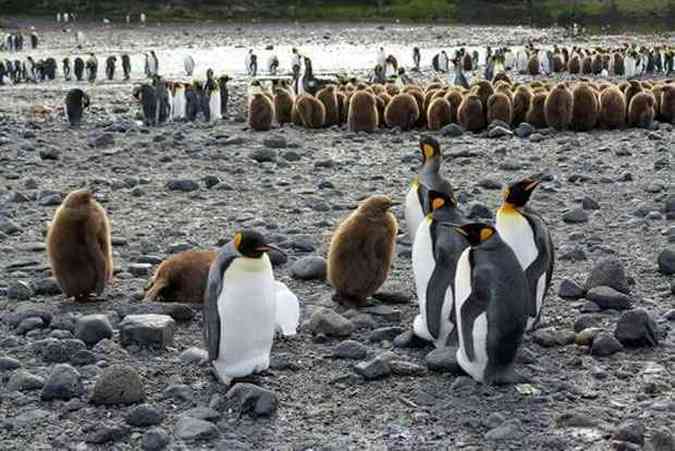 Pinguins do Arquiplago Crozet so um dos milhares de grupos de animais que vivem nas terras geladas (foto: (Sophie Lautier/AFP 30/8/12))