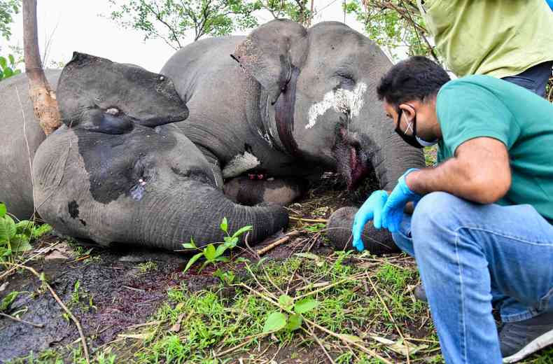 Na Ndia Elefantes Teriam Sido Mortos Por Raio Em Reserva Florestal