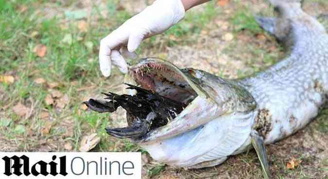 Peixe de mais de 10 quilos morreu engasgado com um pato (foto: Reproduo / Daily Mail / Phil Hannah)