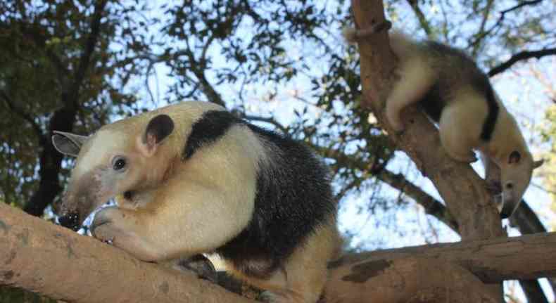 Tamandus-mirim novas moradores do Zoolgico de BH
