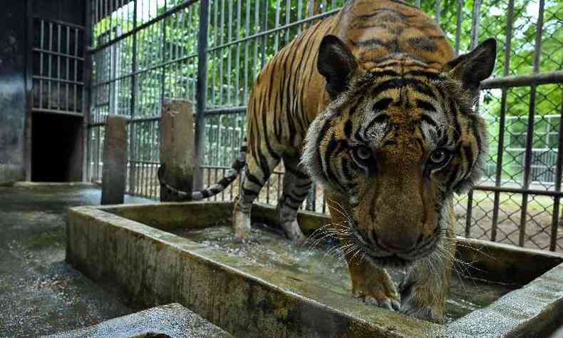 Animais sobreviventes esto em condio precria de sade(foto: Romeo GACAD / AFP)