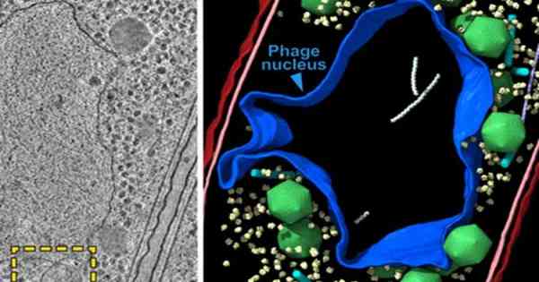 Biologie: Riesenviren bilden menschenähnliche Zellkerne