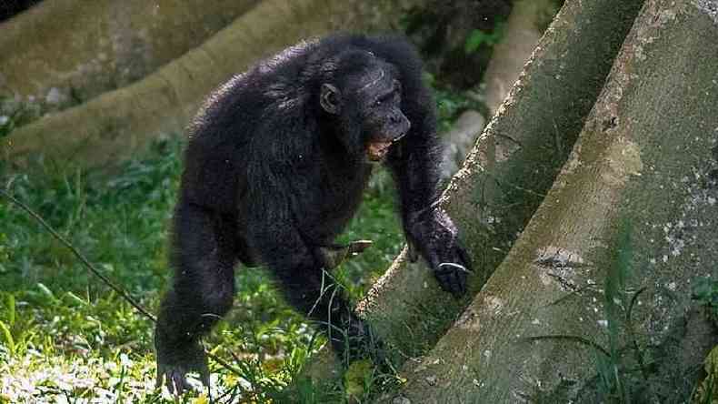 Chimpanz batucando em rvore