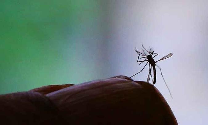 Brasil � um dos pa�ses mais atingidos pelo surto do zika v�rus(foto: Fotos P�blicas)