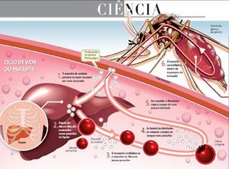 Entenda o ciclo do parasita