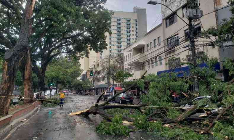 rvore caiu na Avenida Augusto de Lima e fechou o trnsito(foto: Corpo de Bombeiros/Divulgao)