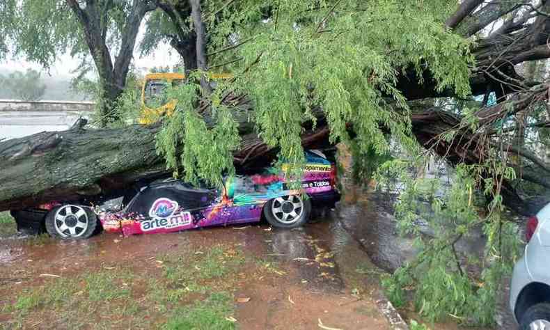 Em Pirapora, uma rvore de grande porte caiu em cima de um carro. Por sorte, no havia ningum no veculo(foto: WhatsApp/Divulgao)