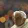 Bento XVI retifica declarações sobre reunião dedicada a padre pedófilo na Alemanha