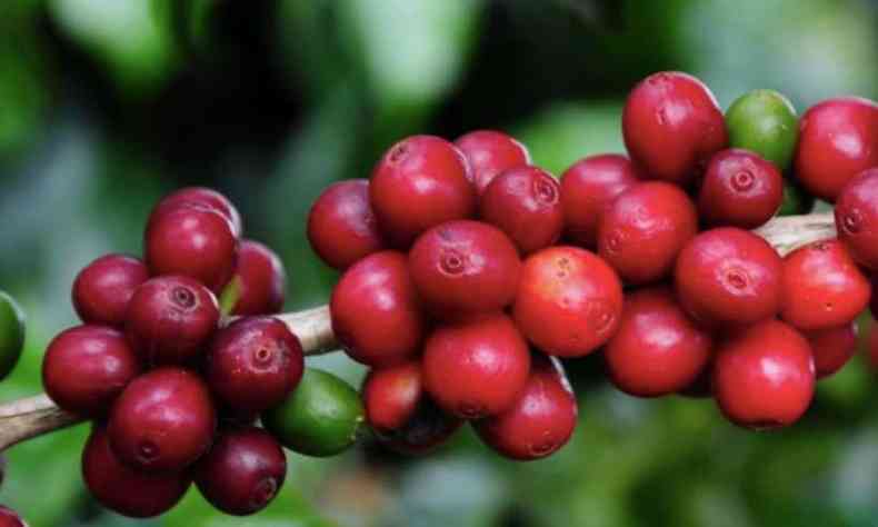Depois do recorde na ltima colheita de caf, a produo em Minas Gerais deve sofrer com estresse da plantao e volume menor de chuvas e ficar at 42% menor em 2021(foto: Emater/Reproduo)