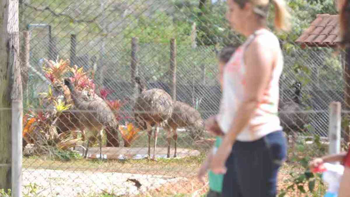 Zoo de BH e outras instituições de conservação ambiental oferecem curso  virtual