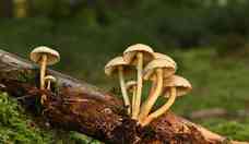 Depresso: substncia presente em cogumelos alucingenos ameniza a doena