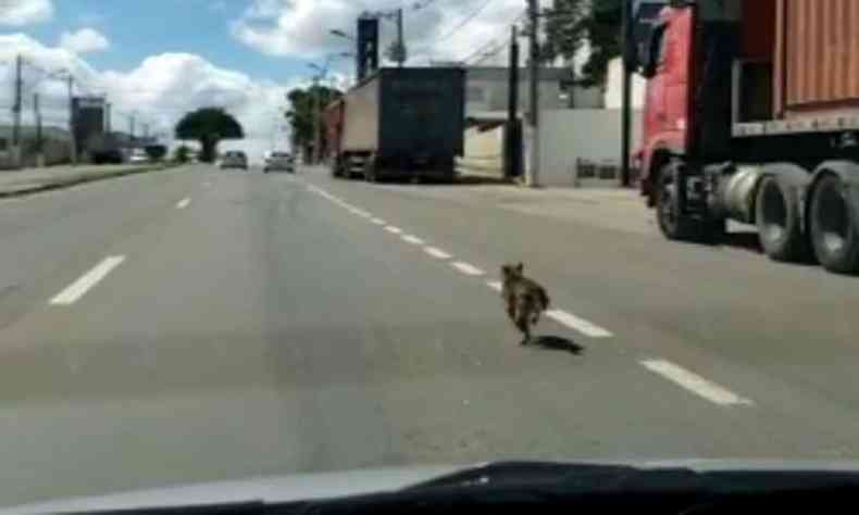 Cachorro corre atrs de carro desesperadamente(foto: Reproduo/Facebook)