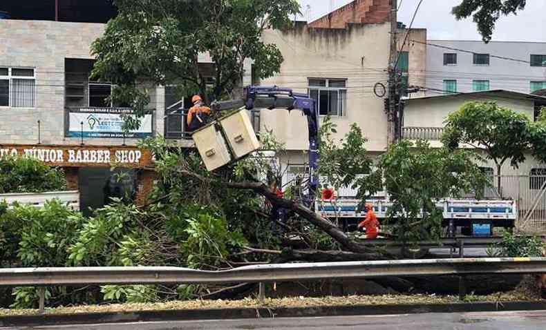 Com a chuva forte e rajadas de vento, cerca de 15 rvores caram em Ipatinga. Os pessoal da Prefeitura e do Corpo de Bombeiros trabalharam durante a madrugada e grande parte do dia de sbado(foto: Divulgao PMI)
