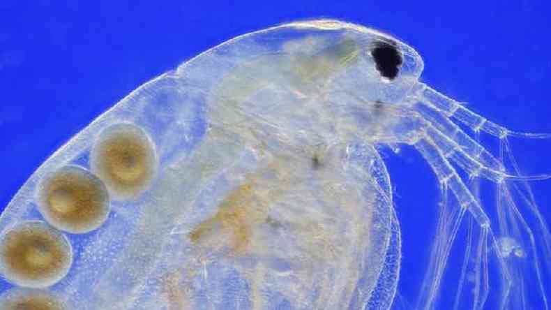Uma pulga-da-água (Daphnia magna) carregando ovos partenogenéticos