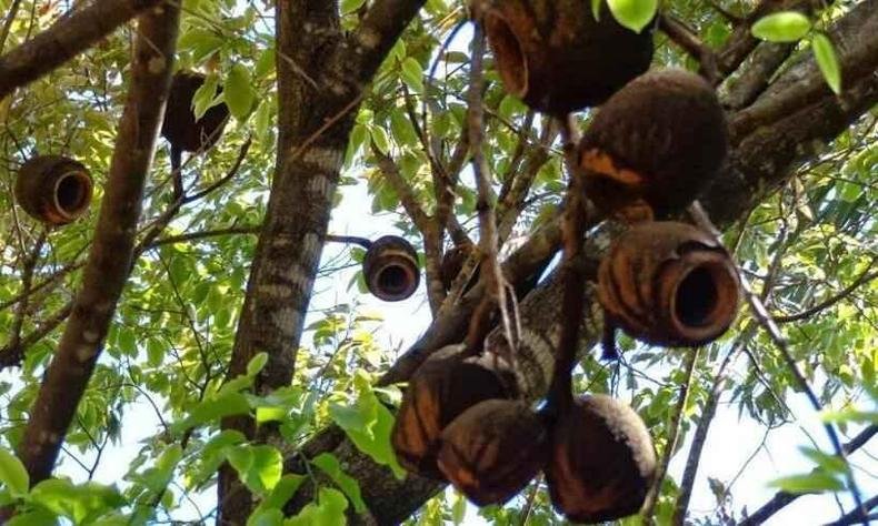 Segundo o Zoo de BH, ventava muito no dia do incidente, o que contribuiu pra queda do fruto de sapucaia(foto: Reprodução) Frutos de sapucaia