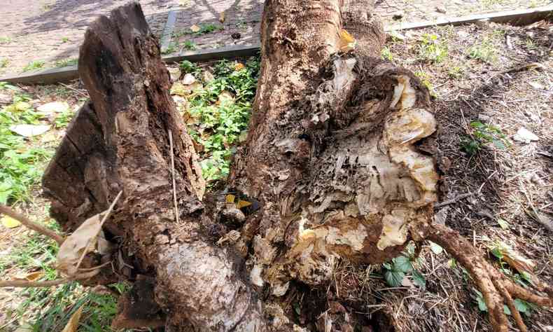 tronco de rvore infestado por cupins