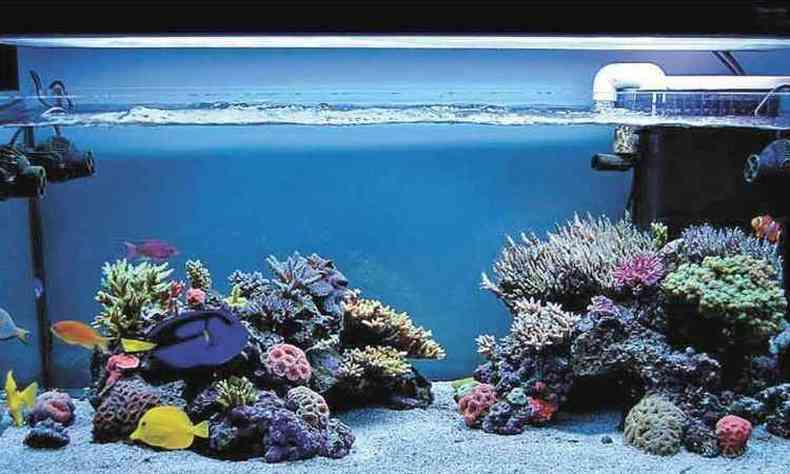 A oxigenao da gua deve ser feita de acordo com a quantidade e o tamanho dos peixes(foto: Alibaba/Reproduo da internet)
