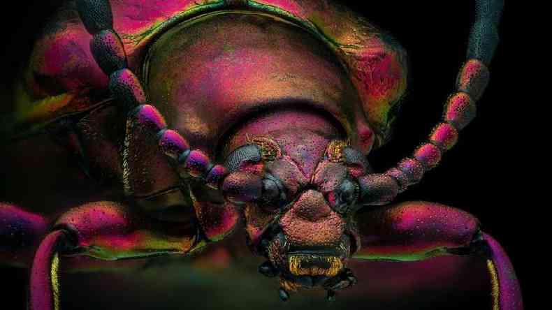 Foto microscpica de um escaravelho-vermelho