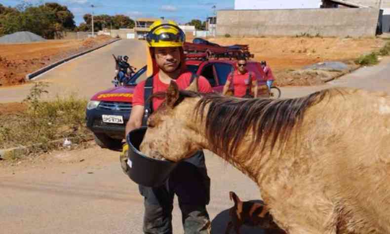 Cavalo cai em bueiro aberto e fica apenas com as patas traseiras para fora  - Gerais - Estado de Minas