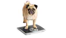 Pets acima do peso: que cuidados tomar